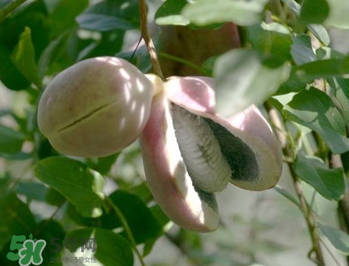 八月瓜可以補(bǔ)腎嗎？八月瓜的營養(yǎng)價值