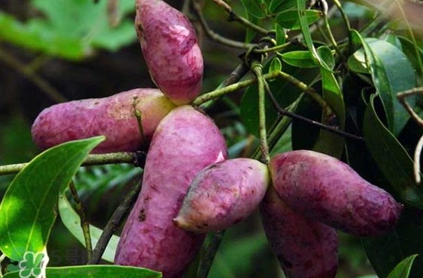 八月瓜能放冰箱嗎？八月瓜怎么保存？