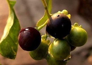 龍葵果可以治癌癥嗎？吃龍葵果有什么好處