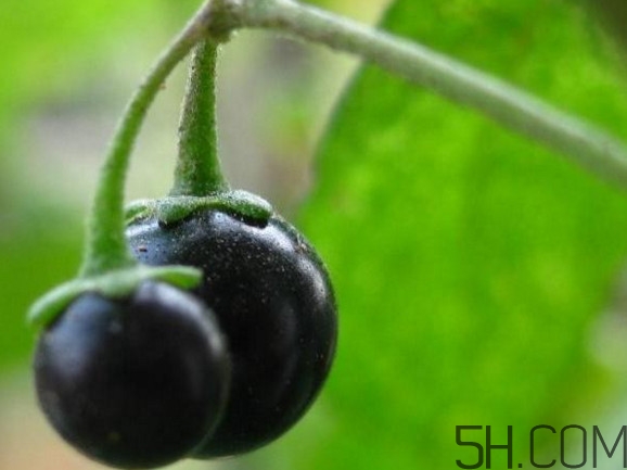 龍葵果可以吃嗎？龍葵果能不能當(dāng)水果吃