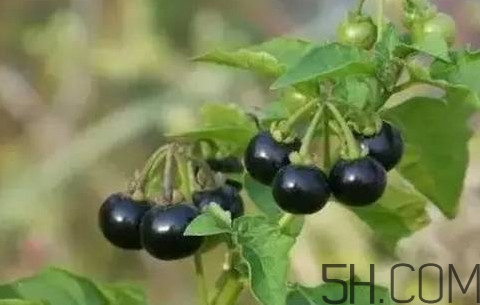 龍葵果可以治療近視眼嗎？龍葵果可以泡水喝嗎