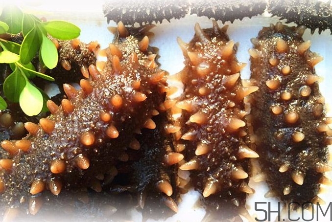 海參能和西紅柿一起吃嗎？海參和什么一起吃最好？