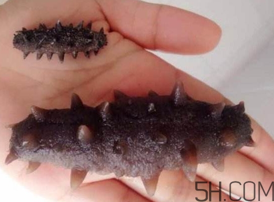 海參是海鮮嗎？海參是動物還是植物？