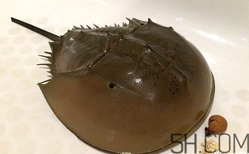 中華鱟是保護(hù)動(dòng)物嗎？中華鱟和圓尾鱟的區(qū)別