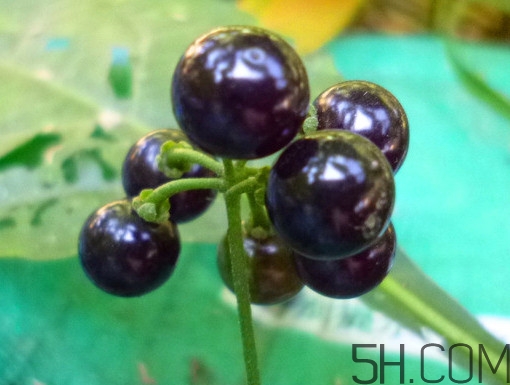 龍葵果泡酒有什么功能？龍葵果的功效與作用