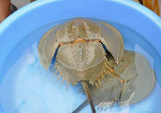 中華鱟能吃嗎？中華鱟怎么讀