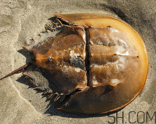 馬蹄蟹有毒嗎？馬蹄蟹能吃嗎