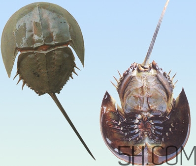 中華鱟有毒嗎？中華鱟的血是什么顏色？