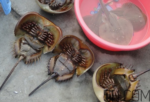 中華鱟有毒嗎？中華鱟的血是什么顏色？