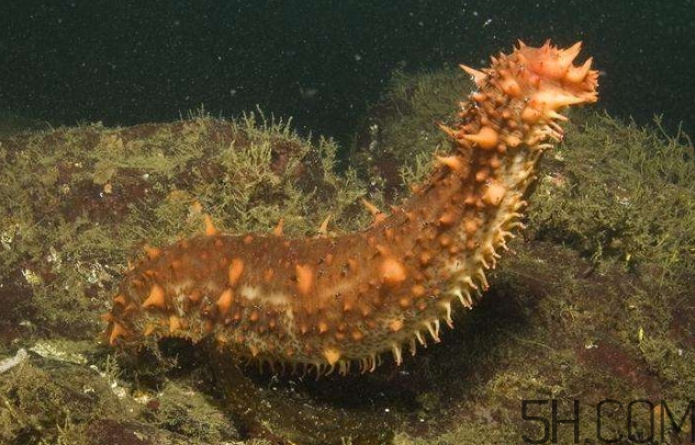 海參是海鮮嗎？海參是動物還是植物？