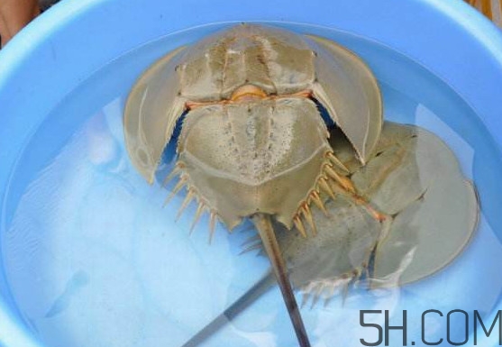 中華鱟能吃嗎？中華鱟怎么讀
