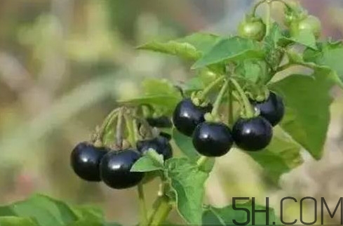 龍葵果是黑天天嗎？龍葵果是黑枸杞嗎？