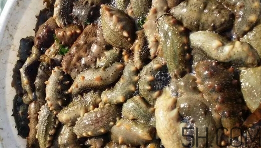 海參顏色深好還是淺好？海參顏色發(fā)白時(shí)怎么回事？
