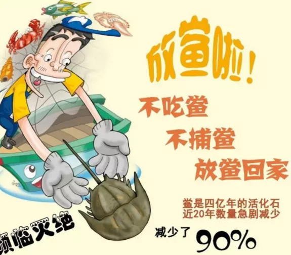 中華鱟能活多久？中華鱟最大能長(zhǎng)多大