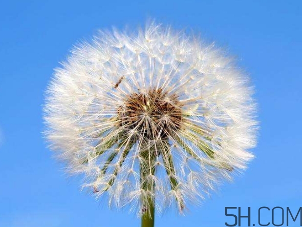 蒲公英能去胎毒嗎？吃什么可以去胎毒？