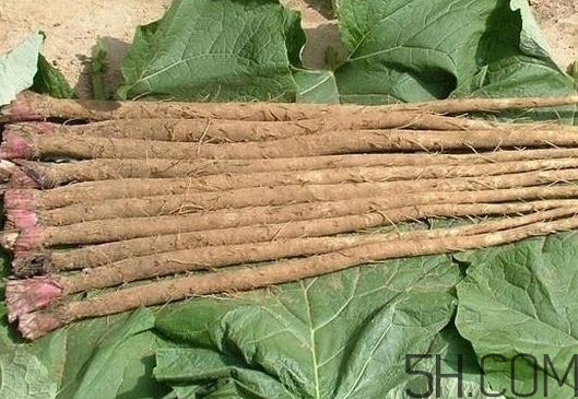 牛蒡與什么食物相生相克？牛蒡和山藥有什么區(qū)別