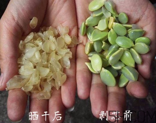 皂角米什么人不能吃？皂角米什么地方產(chǎn)的好？