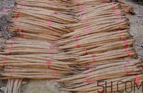 牛蒡用去皮嗎？牛蒡茶什么時候喝最好