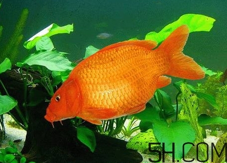 荷包紅鯉魚多少錢一斤？荷包紅鯉魚能吃嗎