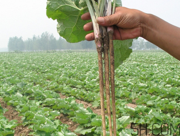 牛蒡要種多久才可以收割？女性喝牛蒡茶有什么好處