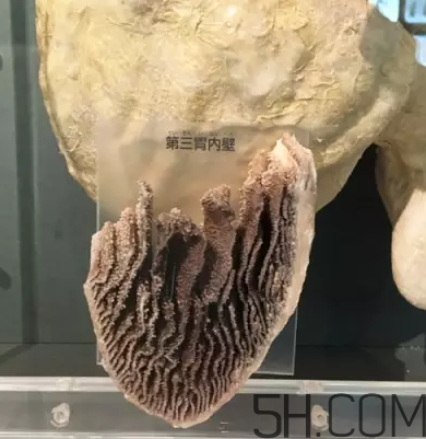牛百葉和毛肚是一個(gè)東西嗎？牛百葉上面有層黑皮能吃嗎？