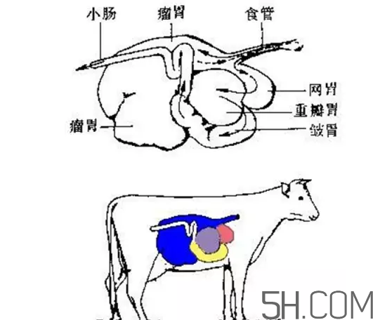 牛百葉和毛肚是一個(gè)東西嗎？牛百葉上面有層黑皮能吃嗎？
