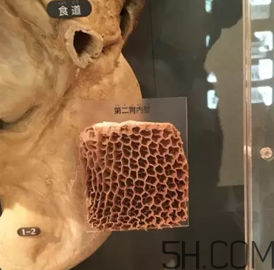 牛百葉和毛肚是一個(gè)東西嗎？牛百葉上面有層黑皮能吃嗎？