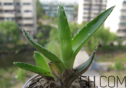 蘆薈泡酒可以喝嗎？蘆薈泡酒治什么?。?></center><p>好煙如命的倩女俊男們，為了健康可在嘴饞時飲用最好的替代品：蘆薈茶。蘆薈茶不僅有助于戒煙，而且促進排便及新陳代謝。能排除體內(nèi)毒素，調(diào)節(jié)內(nèi)分泌，中和黑色素，提高膠原蛋白的合成機能;蘆薈中所含的蘋果酸、酒石酸及維生素B1、B2、B16，是使皮膚發(fā)光的主要原因;蘆薈是天然的保濕劑和收斂劑，可以使皮膚保持濕潤和彈性，有防止紫外線的作用。</p><p>可以將潰瘍的胃表面覆蓋，保護胃粘膜不受胃酸刺激，然后對細胞產(chǎn)生賦活作用，使?jié)儾糠种車鷱睦锩骈L出新的組織，可作為最好的緩瀉劑而受到人們的稱許，可以說蘆薈是治療便秘的特效藥。</p><p>蘆薈因可以通過擴張毛細血管，促進血液循環(huán)來提高心臟的機能。所含大量多糖體，可以去掉膽固醇，把硬化了的血管軟化。</p><p style=