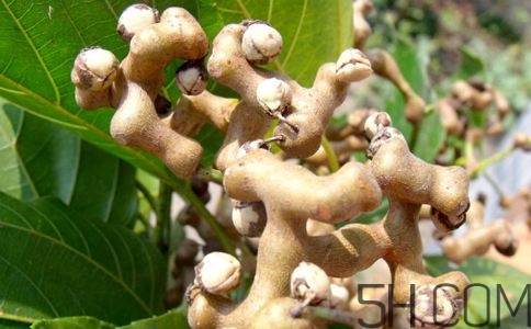 拐棗能夠治療風濕嗎？拐棗的藥用價值有哪些？