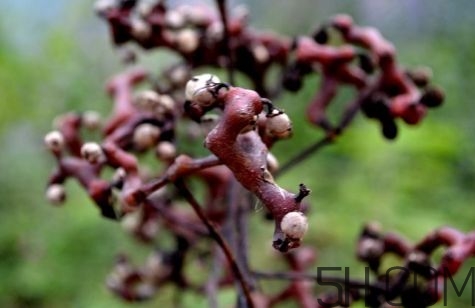 血藤跟拐棗可以一起泡酒嗎？拐棗可以和什么搭配泡酒？