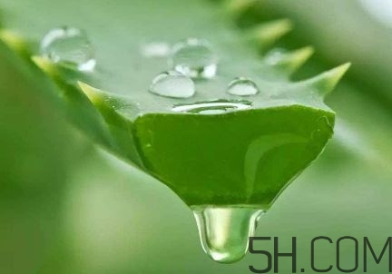 蘆薈泡酒可以喝嗎？蘆薈泡酒治什么?。?></p><h3>蘆薈酒的制作方法</h3><p>原料：50度-60度糧食白酒40-45份、蘆薈40-45份、黃芪3-6份、五味子3-6份、枸杞3-6份、甘草 1-2份和蜂蜜1-2份。</p><p>制作：</p><p>1、先將鮮蘆薈葉清洗、消毒、再沖洗、晾干、去刺、切片，加入到白酒中。</p><p>2、浸泡10-30天，過濾去渣后得到原汁蘆薈酒。</p><p>3、再將黃芪、五味子、枸杞、甘草和蜂蜜加入原汁蘆薈酒中浸泡15-30天，經(jīng)調(diào)味陳釀后得到的液體即為蘆薈酒。</p> </div>
<div align=