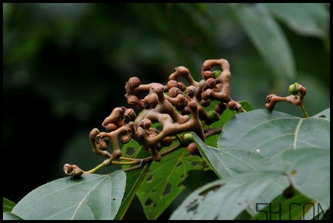 拐棗能夠治療風濕嗎？拐棗的藥用價值有哪些？