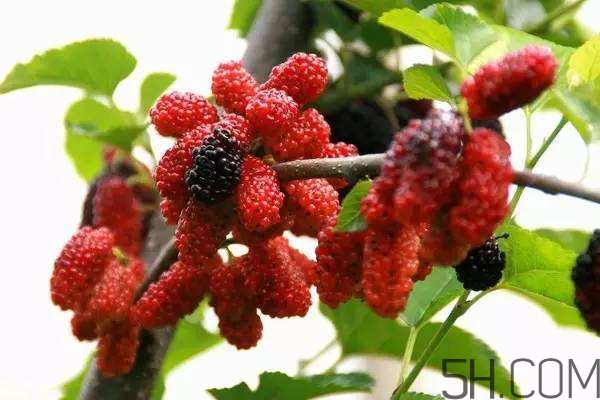 血藤跟拐棗可以一起泡酒嗎？拐棗可以和什么搭配泡酒？