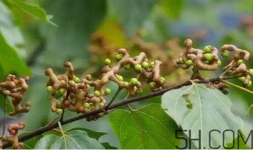 拐棗可以和枸杞一起泡酒嗎？拐棗和枸杞泡酒怎么做？