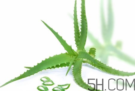 蘆薈泡酒可以喝嗎？蘆薈泡酒治什么?。?></p><p>其次，蘆薈的緩瀉、利尿作用可以提高人體的排泄功能，是治愈高血壓不可缺少的要素。</p><p>另外，對于正在服用降壓藥物的患者，蘆薈可以通過緩瀉、利尿作用來消除藥物副作用對人體的危害，蘆薈具有防止便秘、增強胃腸功能、促進血液循環(huán)和新陳代謝、消除多余脂肪等作用，這對降低血糖值具有很大的幫助。抗濾過性病原體，免疫刺激劑作用，消炎作用，促進傷口愈合。</p><p>增強噬菌、解毒及清潔功能，提高免疫力并具有很強的抑制或破壞異常細胞生長的作用，從而起到抗腫瘤作用。</p><p style=