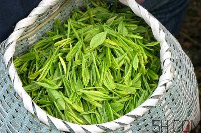 茶葉發(fā)霉是什么樣子？茶葉發(fā)霉怎么鑒別？