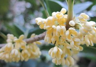 桂花可以放冰箱嗎？新鮮桂花可以放冰箱嗎？