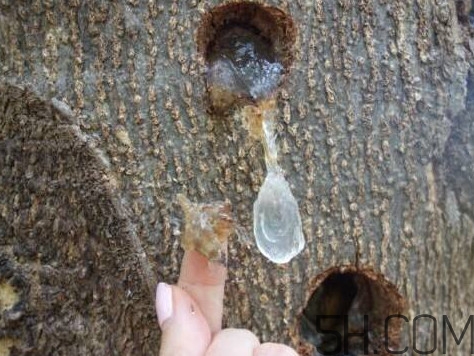雪燕是什么樹(shù)種植的？雪燕是涼性還是熱性