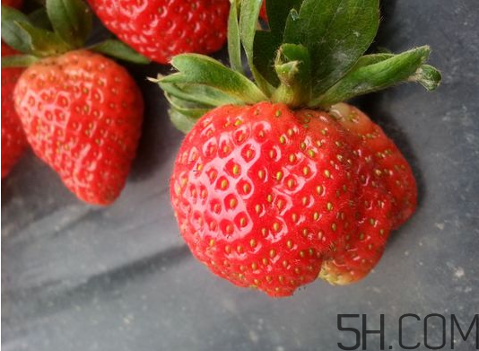 奶油草莓是不是轉基因？激素草莓的危害有哪些？