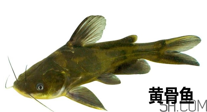 黃骨魚是發(fā)物嗎？黃骨魚是什么魚？