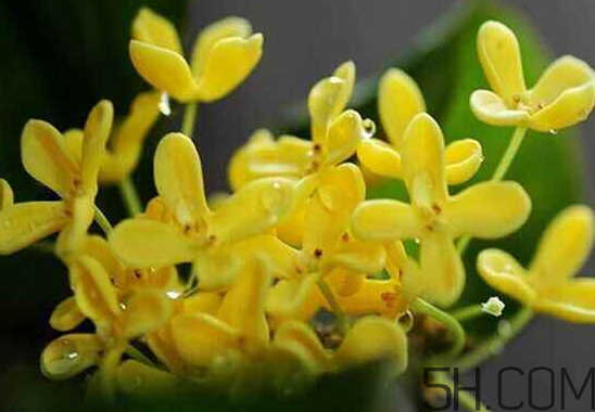 桂花可以放冰箱嗎？新鮮桂花可以放冰箱嗎？