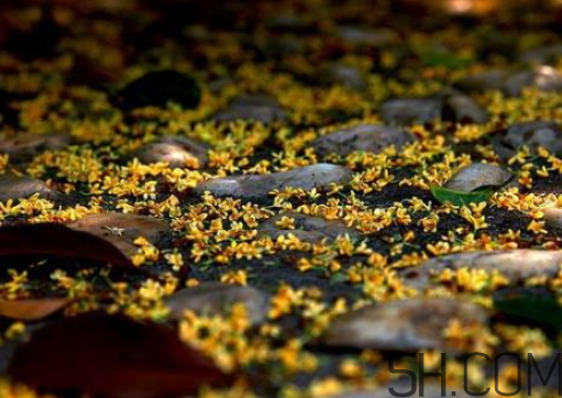 桂花可以放冰箱嗎？新鮮桂花可以放冰箱嗎？
