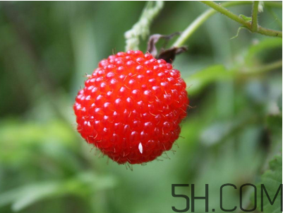 覆盆子的作用有哪些？覆盆子和桑葚哪個(gè)好吃？