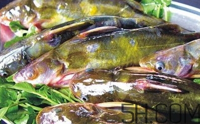 黃骨魚是發(fā)物嗎？黃骨魚是什么魚？