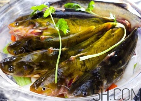 黃骨魚是發(fā)物嗎？黃骨魚是什么魚？
