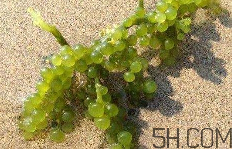 海葡萄有什么功效？海葡萄人工養(yǎng)殖條件