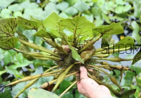 菱角好吃嗎？菱角長(zhǎng)在什么地方