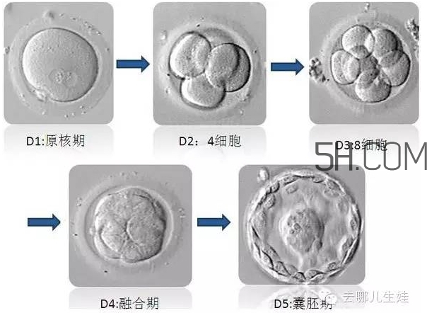 試管嬰兒有什么風(fēng)險？試管嬰兒長大后的弊端