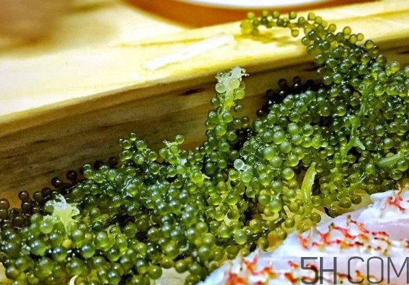 海葡萄有什么功效？海葡萄人工養(yǎng)殖條件