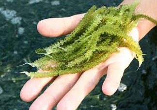 海葡萄怎么保存？海葡萄都有那些吃法